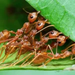 65 التلوث الجوي يزعزع مجتمعات النمل. ما القصة؟