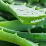 62 هل يكمن سر علاج ألزهايمر في أوراق الألوفيرا؟